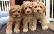 F2B Goldendoodle puppies